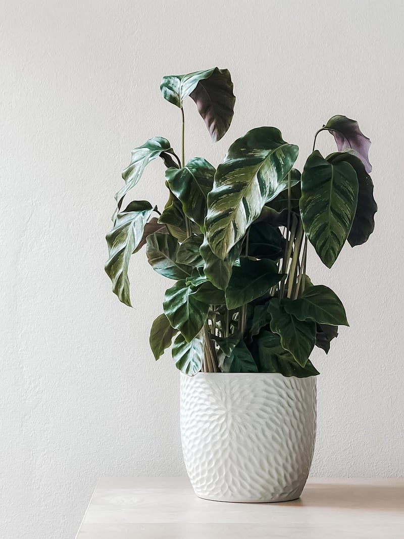 Houseplant